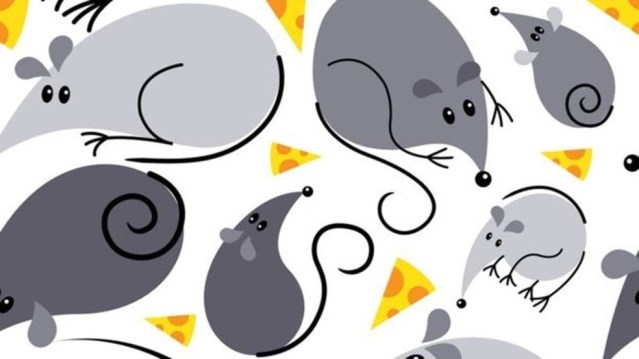 Among rats, females gained weight and males lost weight.  - Photo: Getty Images via BBC
